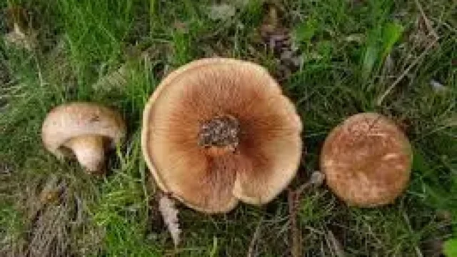 Експерт смрази! Има две отровни гъби на пазара