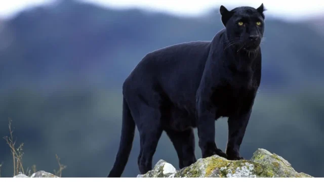 Нов капан за черната пантера! Струва луди пари