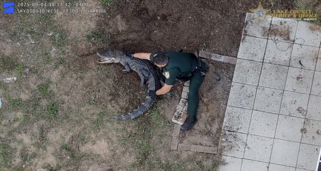 Drone video shows florida cops expertly lasso and wrestle 6-foot alligator: ‘not our first call like this’