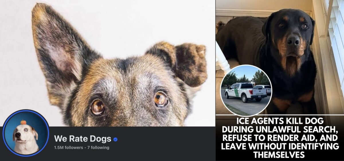 ‘f*cking losers’: massively popular dog-themed instagram account bashes ice for allegedly shooting pup in rare political post | 2025 the news from bulgaria - balgarianovinite. Com Screenshots via we rate dogs on facebook and instagram.