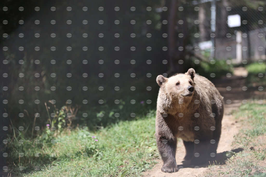 Fourteen camera traps in western rhodopi mountains to monitor bear behaviour