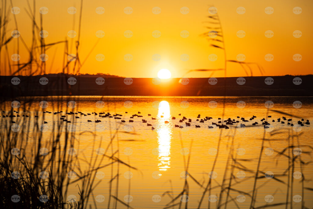 Record number of white-headed ducks recorded in lake burgas | trump s strikes 2026 world news from bulgaria - balgarianovinite. Com Record number of white-headed ducks recorded in lake burgas