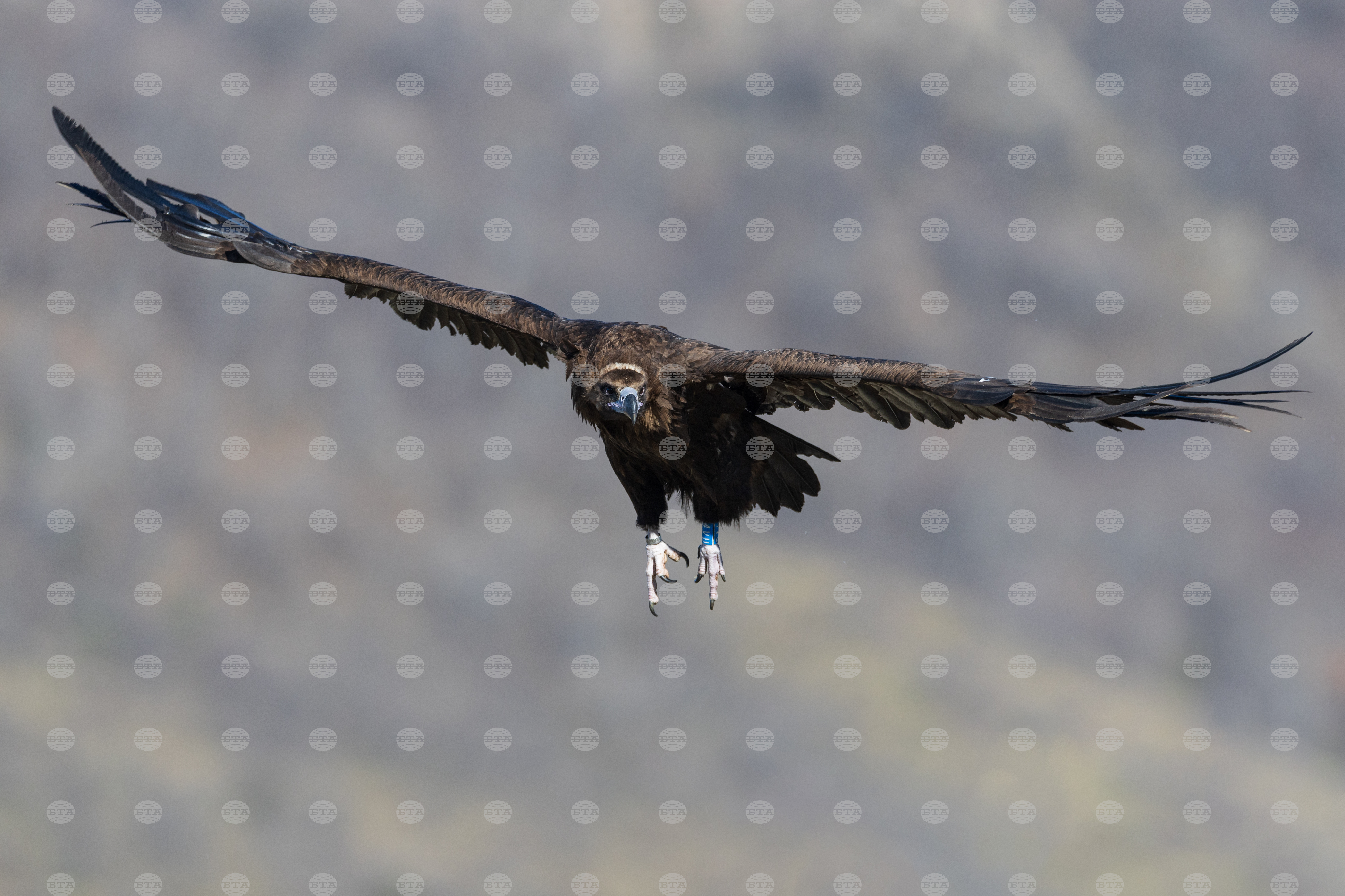 Seven birds of protected black vulture species released in eastern rhodope mountains | 2025 the news from bulgaria - balgarianovinite. Com Seven birds of protected black vulture species released in eastern rhodope mountains 2025 the news from bulgaria seven cinereous (black) vultures were released in the eastern rhodopes as part of an initiative to reintroduce this... Seven birds of protected black vulture species released in eastern rhodope mountains 2025-10-24 13:03:00 seven birds of protected black vulture species released in eastern rhodope mountains investigative journalism and investigative reporting news agency burgas bulgaria
