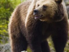 20 мечки бродят между Сопот и Карлово, хората ги хранят със сладко от килера 2025 20 мечки бродят между Сопот и Карлово, хората ги хранят със сладко от килера 2025