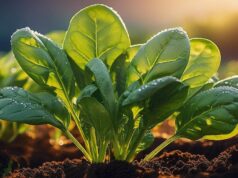 5 храни, които съдържат много повече желязо от спанака 2025 5 храни, които съдържат много повече желязо от спанака 2025