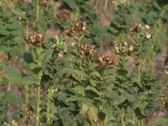 Вместо тютюн, Родопите намериха нова реколта за бъдещето 2025 Вместо тютюн, Родопите намериха нова реколта за бъдещето 2025