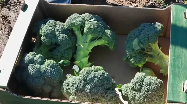 Нов зеленчук сменя картофите в диетата на българина и на полето в Самоков 2025