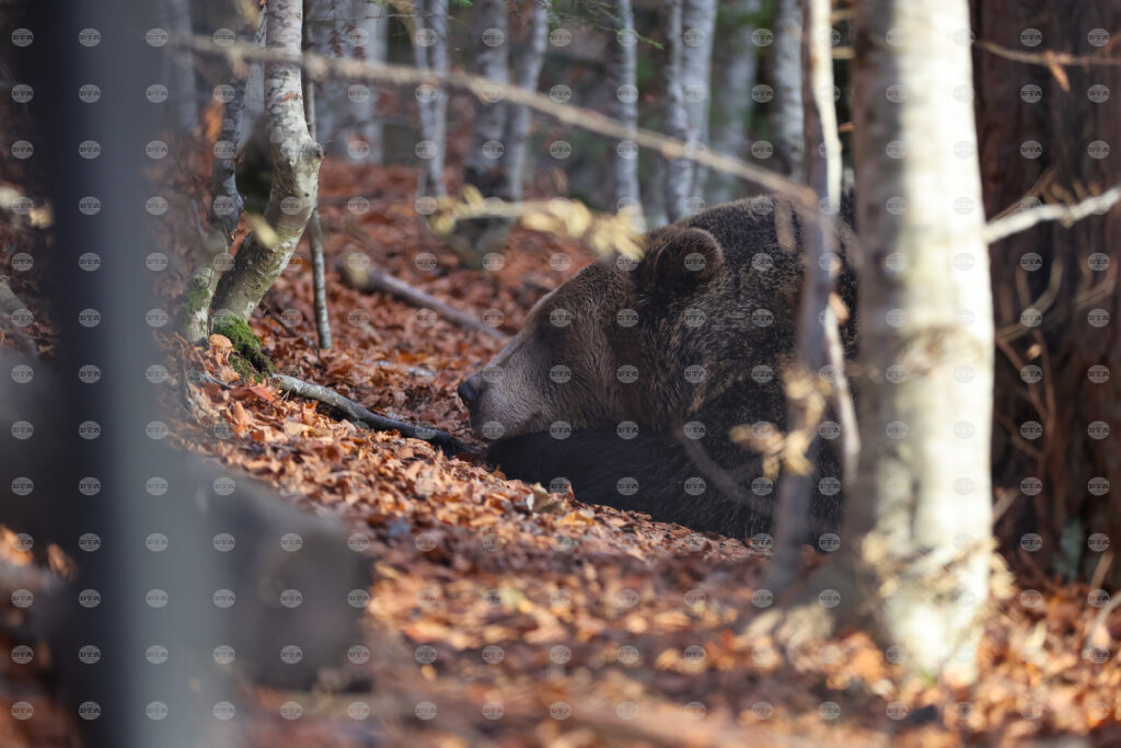 November 17, 2000: first bear shelter park in eastern europe opens near belitsa 2025