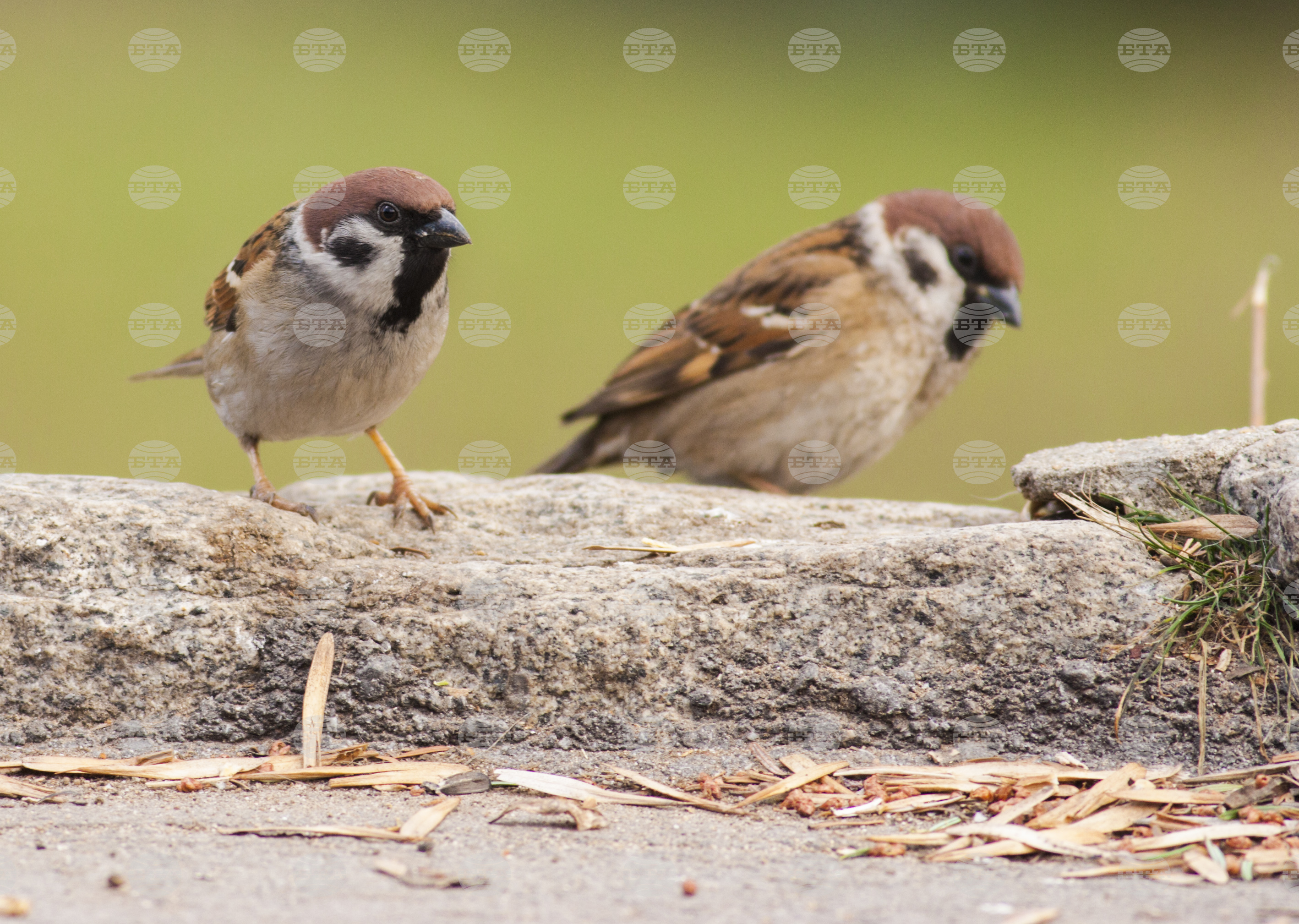 Balkans bspbs dimitar plachiyski eu nature restoration law provides for priority measures for habitats under natura 2000 2025 2025 the news from bulgaria balgarianovinite. Com balgarianovinite. Com in recent years, the term “climate chaos” has increasingly been used to describe climate... Bspb’s dimitar plachiyski: eu nature restoration law provides for priority measures for habitats under natura 2000 2025 balgarianovinite. Com 2025-12-23 09:59:22 balkans bspb’s dimitar plachiyski: eu nature restoration law provides for priority measures for habitats under natura 2000 2025 investigative journalism and investigative reporting news agency burgas bulgaria