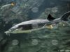 Bulgaria Bans Sturgeon Fishing in Danube and Black Sea 2025 Bulgaria Bans Sturgeon Fishing in Danube and Black Sea 2025