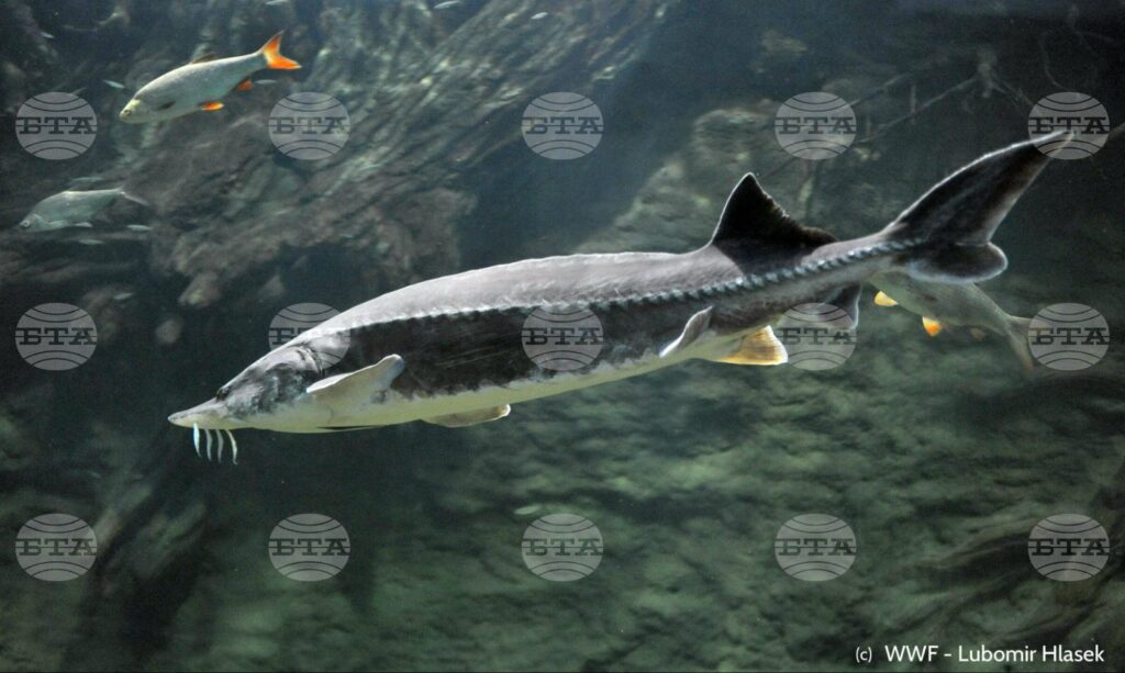 Bulgaria bans sturgeon fishing in danube and black sea 2025