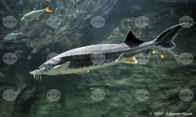 Bulgaria Bans Sturgeon Fishing in Danube and Black Sea 2025