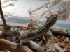 Bulgarian Customs Prevent Smuggling of Leopard Geckos, Corals, and Walrus Tusks 2025 Bulgarian Customs Prevent Smuggling of Leopard Geckos, Corals, and Walrus Tusks 2025