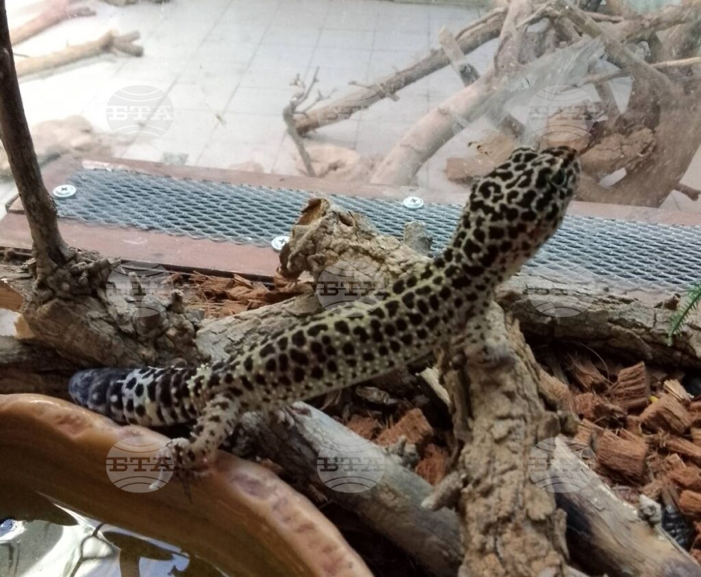 Bulgarian customs prevent smuggling of leopard geckos, corals, and walrus tusks 2025 | french national centre 2026 world news from bulgaria - balgarianovinite. Com Bulgarian customs prevent smuggling of leopard geckos, corals, and walrus tusks 2025