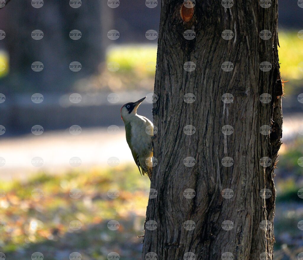 Campaign encourages people to put bird feeders in winter 2025 | french national centre 2026 world news from bulgaria - balgarianovinite. Com Campaign encourages people to put bird feeders in winter 2025