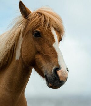 Огненият кон ускорява съдбата на 4 зодии през 2026 2025 Огненият кон ускорява съдбата на 4 зодии през 2026 2025