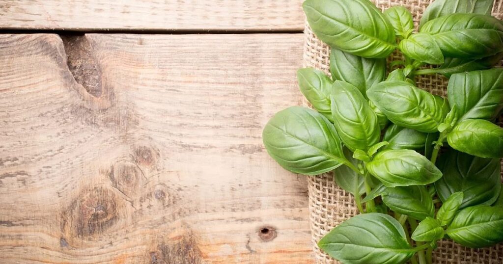 Царската билка,  която подобрява вкуса на всяко ястие 2025