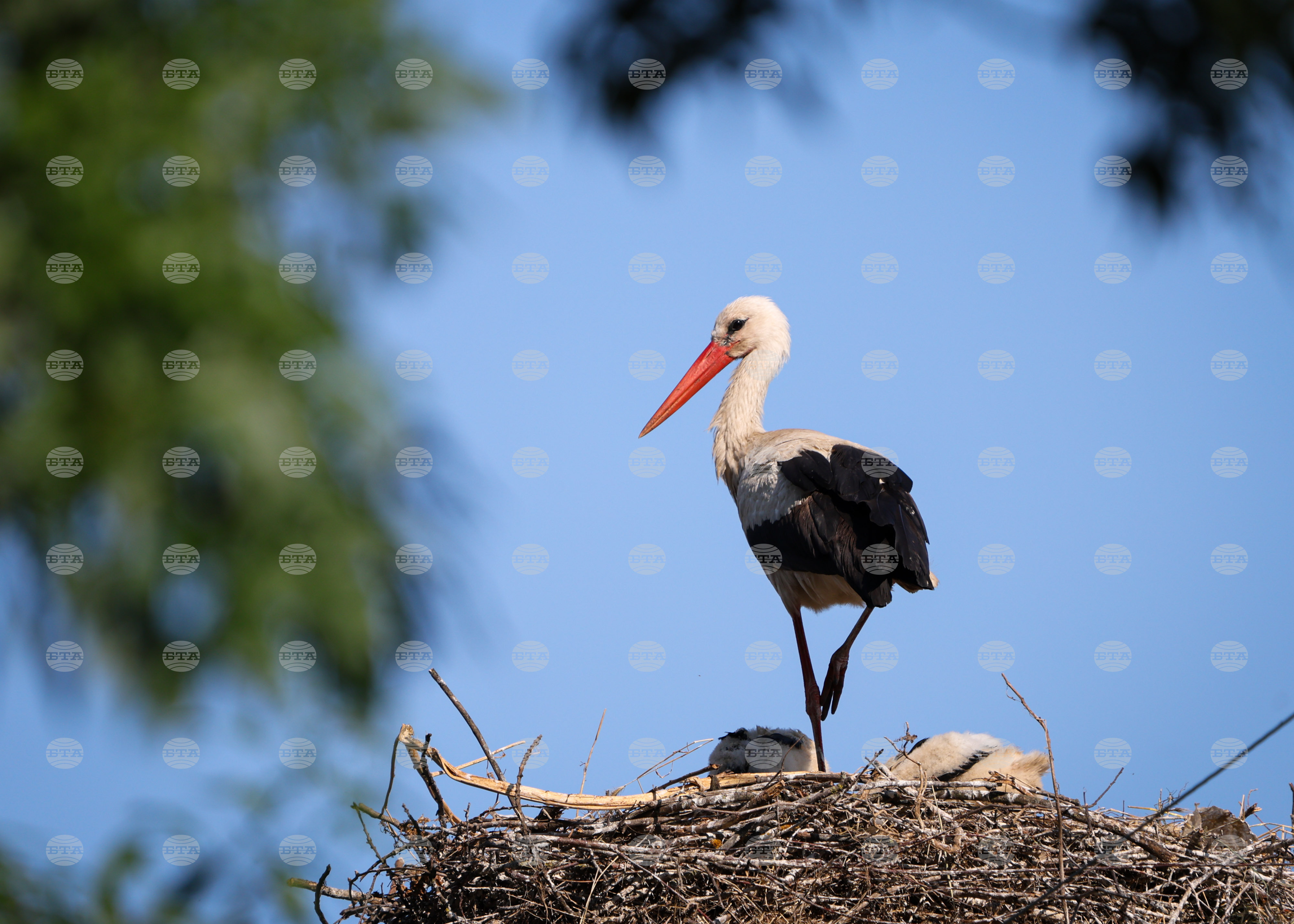 White storks seventeen white storks with permanent disabilities from bulgaria find new home in italian rescue centres 2025 2026 world news from bulgaria balgarianovinite. Com balgarianovinite. Com a total of 17 white storks with permanent disabilities have been transferred from the green... Seventeen white storks with permanent disabilities from bulgaria find new home in italian rescue centres 2025 balgarianovinite. Com 2025-12-26 15:51:07 white storks seventeen white storks with permanent disabilities from bulgaria find new home in italian rescue centres 2025 investigative journalism and investigative reporting news agency burgas bulgaria