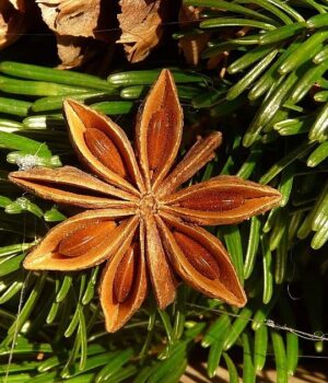 5 билки и подправки помагат да не ви е тежко по празниците 2025 5 билки и подправки помагат да не ви е тежко по празниците 2025