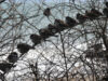 Bird Protection Organization and Sofia Zoo Urge Public to Feed Birds in Freezing Weather 2026 Bird Protection Organization and Sofia Zoo Urge Public to Feed Birds in Freezing Weather 2026