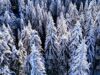 Pamporovo Hosts Off-Site Meeting of Parliamentary Committee on Tourism 2026 Pamporovo Hosts Off-Site Meeting of Parliamentary Committee on Tourism 2026