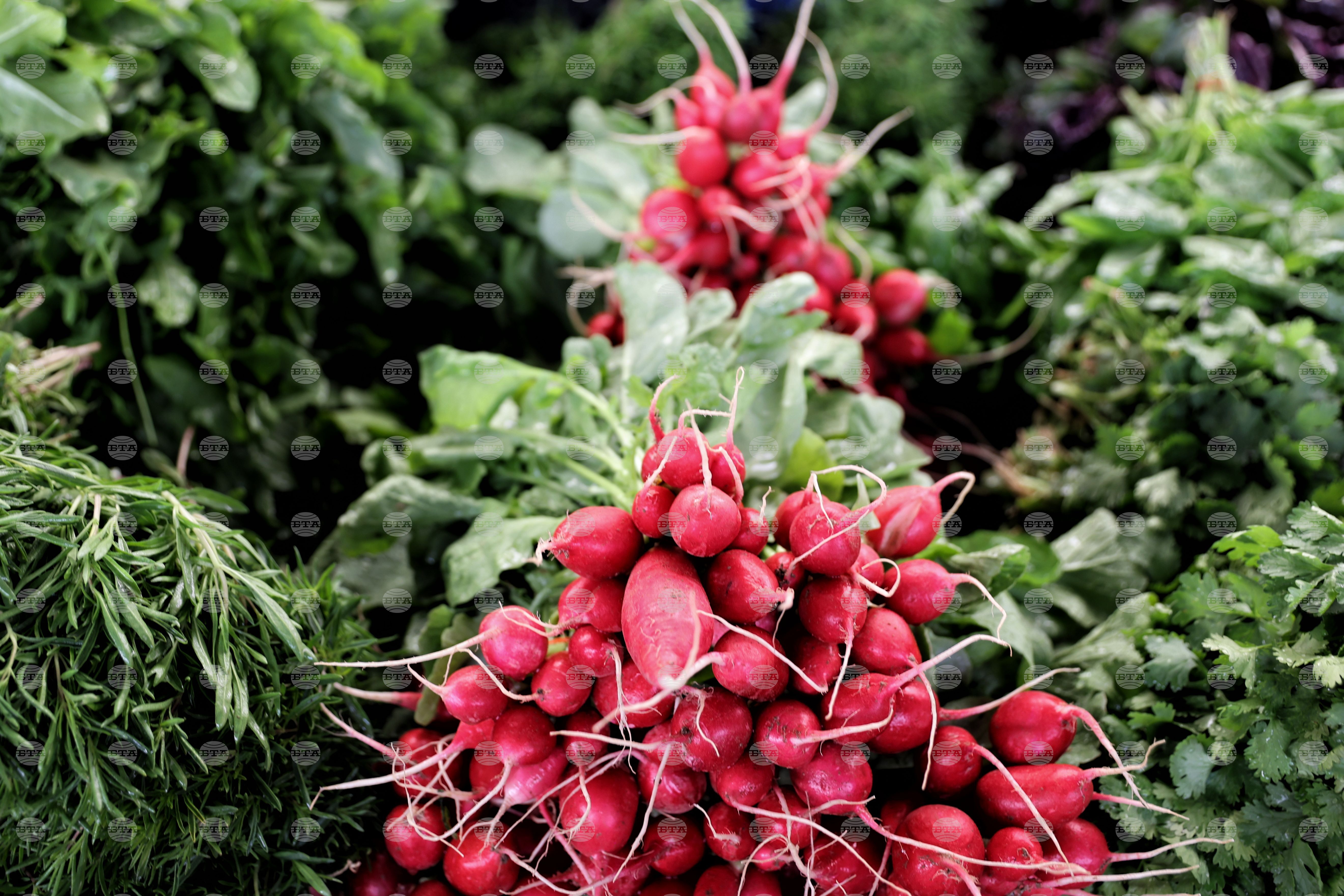 Vegetable branch chamber fruit and vegetable branch chamber warns again 2026 world news from bulgaria balgarianovinite. Com balgarianovinite. Com in a position statement sent to bta, the fruit and vegetable branch chamber has voiced concern... Fruit and vegetable branch chamber warns against passing only partial amendment to agricultural producers support act 2026 balgarianovinite. Com 2026-02-16 16:01:49 vegetable branch chamber fruit and vegetable branch chamber warns against passing only partial amendment to agricultural producers support act 2026 investigative journalism and investigative reporting news agency burgas bulgaria