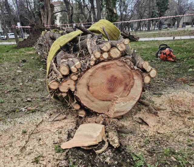 Силен вятър събори дърво в Градската градина в Пазарджик 2026