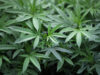 ‘Time to Acknowledge Reality’: The New York Times Warns America Has a ‘Marijuana Problem’ 2026 ‘Time to Acknowledge Reality’: The New York Times Warns America Has a ‘Marijuana Problem’ 2026