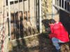Two Bears Complete Long Journey from Argentina Zoo to Belitsa Sanctuary in Bulgaria 2026 Two Bears Complete Long Journey from Argentina Zoo to Belitsa Sanctuary in Bulgaria 2026