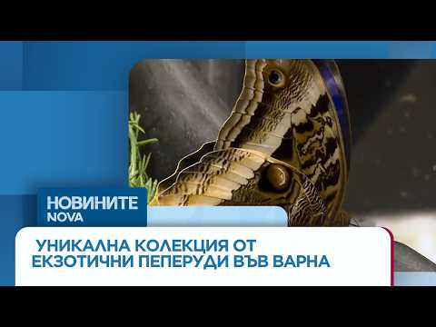 Видео: Къщата на пеперудите във Варна ни пренася в чудния свят на насекомите | 29 мар. 2026