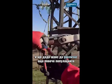 Видео: мащабна кампания за спасяване на застрашени птици в българия, рсм и турция #novinitenanova #птици | 2026 новините от българия - bulgarianovinite. Com Video mashtabna kampaniya spasyavane zastrashe 2026 новините от българия видео: https://www. Youtube. Com/shorts/27yrjn3_gvk
абонирай се за профила на новините на nova: http://bit. Ly/1r4tlyy посети... Iustitia. Bg видео: мащабна кампания за спасяване на застрашени птици в българия, рсм и турция #novinitenanova #птици 2026-03-24 16:00:03 видео: мащабна кампания за спасяване на застрашени птици в българия, рсм и турция #novinitenanova #птици информационна агенция за разследваща журналистика и разследващ репортаж бургас, българия