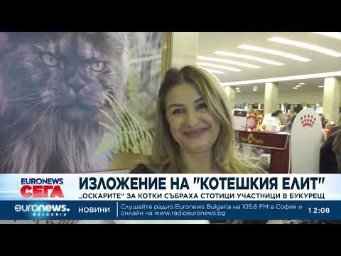 Видео: "Оскарите" за котки събраха стотици участници в Букурещ 2026
