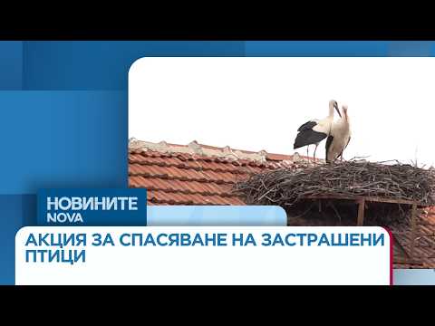 Video zapochva mashtabna kampaniya spasyavane 2026 новините от българия видео: https://www. Youtube. Com/watch? V=xi2ocalwncu
в източните родопи и сакар живеят около 40 двойки царски орли и 35... Iustitia. Bg видео: започва мащабна кампания за спасяване на застрашени птици в българия, рсм и турция | 24 мар. 2026 2026-03-24 11:03:27 видео: започва мащабна кампания за спасяване на застрашени птици в българия, рсм и турция | 24 мар. 2026 информационна агенция за разследваща журналистика и разследващ репортаж бургас, българия