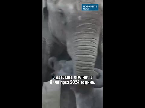 Video zhirafche slonche rodiha zooparka kopenh 2026 новините от българия видео: https://www. Youtube. Com/shorts/3aqdd_eab7o
абонирай се за профила на новините на nova: http://bit. Ly/1r4tlyy посети... Iustitia. Bg видео: жирафче и слонче се родиха в зоопарка в копенхаген #novinitenanova #копенгаген #зоопарк #жираф #слон 2026-03-17 16:00:08 видео: жирафче и слонче се родиха в зоопарка в копенхаген #novinitenanova #копенгаген #зоопарк #жираф #слон информационна агенция за разследваща журналистика и разследващ репортаж бургас, българия