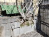 Забелязано в Свиленград: Смокини изникнали и пораснали в стена/снимки/ 2026 Забелязано в Свиленград: Смокини изникнали и пораснали в стена/снимки/ 2026