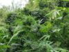 Authorities Investigate Cannabis Growing Operation after Seizing 3.2 Tonnes of the Crop 2026 Authorities Investigate Cannabis Growing Operation after Seizing 3.2 Tonnes of the Crop 2026
