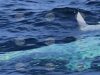 Bulgarian Navy Retrieves Debris of Unmanned Aerial Vehicles from Black Sea, Beaches 2026 Bulgarian Navy Retrieves Debris of Unmanned Aerial Vehicles from Black Sea, Beaches 2026