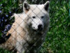Female Wolf Linked to Attack on Thessaloniki Child Caught after Weeks-Long Search 2026 Female Wolf Linked to Attack on Thessaloniki Child Caught after Weeks-Long Search 2026