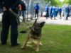 Фенове предизвикаха хаос в Германия, полицията реагира с коне и кучета 2026 Фенове предизвикаха хаос в Германия, полицията реагира с коне и кучета 2026