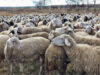 Haskovo Regional Governor Convenes Epizootic Commission due to New Sheep, Goat Pox Outbreak 2026 Haskovo Regional Governor Convenes Epizootic Commission due to New Sheep, Goat Pox Outbreak 2026