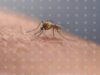 West Nile Virus Circulates Actively Across Balkans: What Countries Are Most Affected 2026 West Nile Virus Circulates Actively Across Balkans: What Countries Are Most Affected 2026