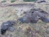 WWF Bulgaria: Over 100 Protected Birds of Prey Killed by Poisoning in Bulgaria Over Past Decade 2026 WWF Bulgaria: Over 100 Protected Birds of Prey Killed by Poisoning in Bulgaria Over Past Decade 2026