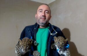Близнаци леопардчета са най-новите обитатели на зоопарк стара загора 2026 Близнаци леопардчета са най-новите обитатели на зоопарк стара загора 2026