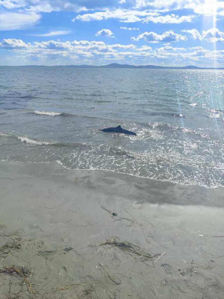 Featured delfin zasedna kray brega pomorie spasiha vide 2 2026 новините от българия делфин, заседнал в плитките води до плажа в местността кротиря край поморие, е спасен вчера след подадени... Делфин заседна край брега в поморие, спасиха го/видео/ 2026 българия новините balgarianovinite. Com 2026-09-25 09:39:34 featured делфин заседна край брега в поморие, спасиха го/видео/ 2026 информационна агенция за разследваща журналистика и разследващ репортаж бургас, българия