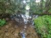 Investigation Opened After Dead Fish Found in Struma River 2026 Investigation Opened After Dead Fish Found in Struma River 2026