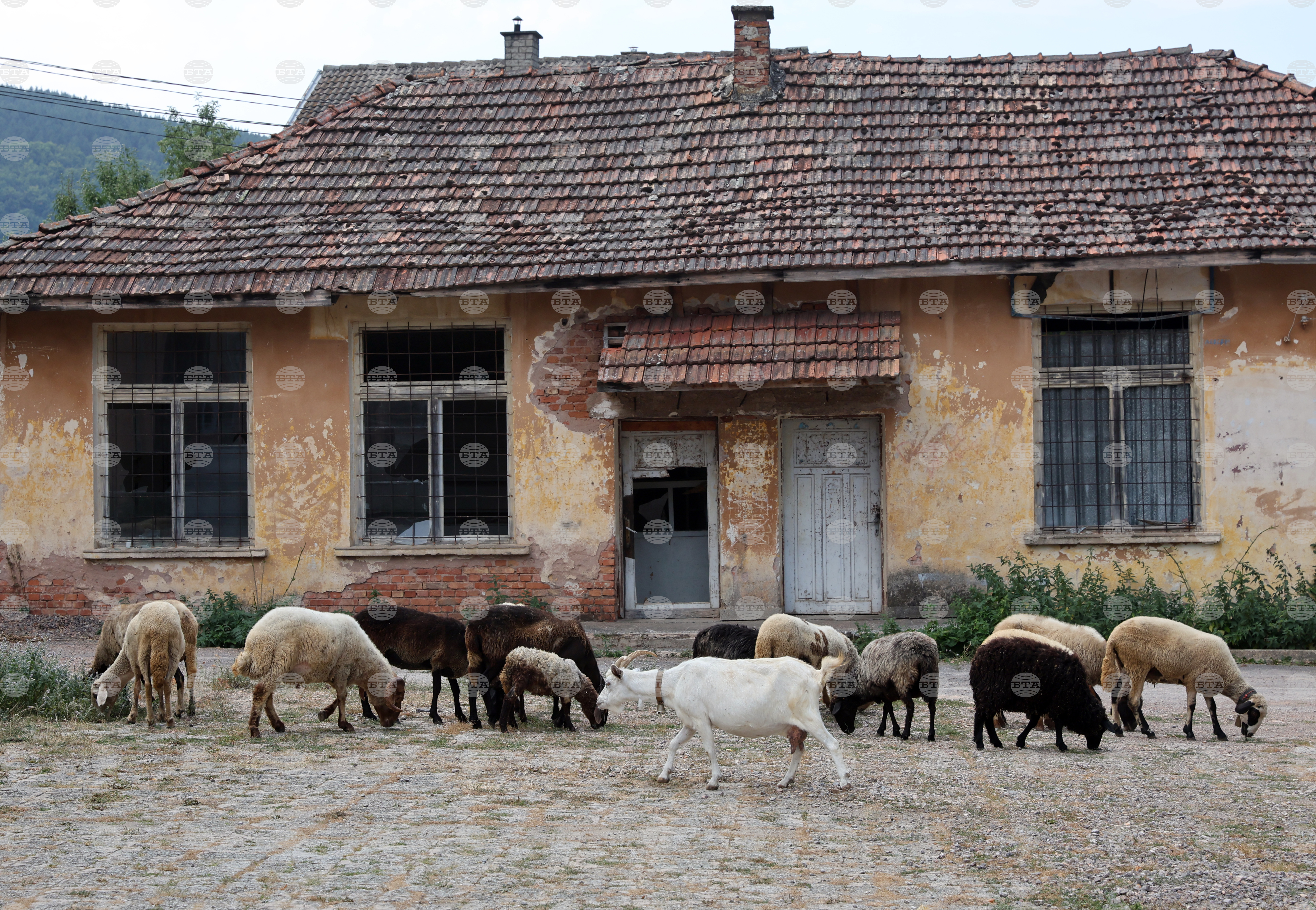 Outbreak of sheep and goat pox confirmed in village of smolichano 2026 | 2026 world news from bulgaria - balgarianovinite. Com Outbreak sheep and goat pox confirmed village 2026 world news from bulgaria balgarianovinite. Com the bulgarian food safety agency (bfsa) has identified an initial outbreak of sheep and goat... Outbreak of sheep and goat pox confirmed in village of smolichano 2026 българия новините balgarianovinite. Com 2026-09-05 17:55:33 outbreak of sheep and goat pox confirmed in village of smolichano 2026 investigative journalism and investigative reporting news agency burgas bulgaria