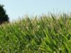 EC report: Extreme weather affecting Europe’s crops and fodder supply 2026 EC report: Extreme weather affecting Europe’s crops and fodder supply 2026