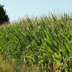 Ec report: extreme weather affecting europe’s crops and fodder supply 2026 | news 2026 world news from bulgaria - balgarianovinite. Com News report extreme weather affecting europe crops 2026 world news from bulgaria persistent heat and lack of rainfall in the past two months are affecting summer crops and fodder supply across... Ec report: extreme weather affecting europe’s crops and fodder supply 2026 bulgarian news balgarianovinite. Com 2026-08-25 10:36:49 news ec report: extreme weather affecting europe’s crops and fodder supply 2026 investigative journalism and investigative reporting news agency burgas bulgaria