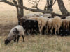 Strict Controls Ordered after Sheep and Goat Pox Outbreak in Yambol Region 2026 Strict Controls Ordered after Sheep and Goat Pox Outbreak in Yambol Region 2026