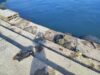 Водолази почистиха морето около Стария Несебър /снимки/ 2026 Водолази почистиха морето около Стария Несебър /снимки/ 2026